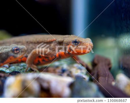 Red-bellied newt up 130868687
