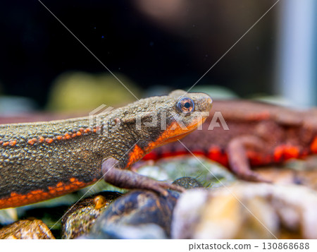 Red-bellied newt up 130868688