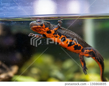 Red-bellied newt up 130868695