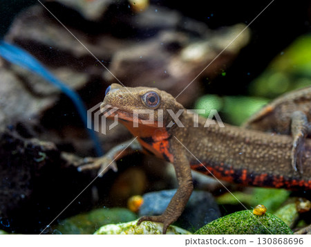 Red-bellied newt up 130868696