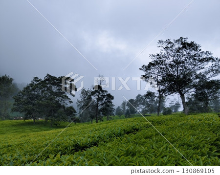 Tea Plantation in Foggy Landscape Tea Plantation in Foggy Landscape 130869105