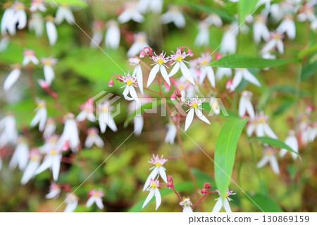 Cute saxifrage flowers Cute saxifrage flowers 130869159