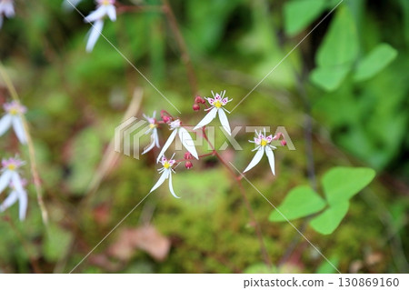 Cute saxifrage flowers Cute saxifrage flowers 130869160