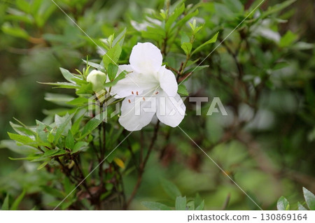 Refreshing white azalea flowers 130869164