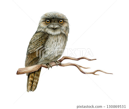 Tawny frogmouth on the tree branch vintage style hand drawn illustration isolated on white background. Podargus strigoides Australian wildlife nocturnal bird Tawny frogmouth on the tree branch vintage style hand drawn illustration isolated on white background. Podargus strigoides Australian wildlife nocturnal bird 130869531