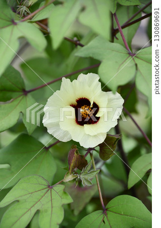 Cotton flower 130869691