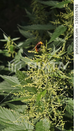 Large hornet-like insect on blooming stinging nettle in sunlight 130869768