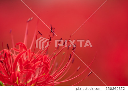 Close-up of red spider lilies, spider lilies, and lycoris against a red background Close-up of red spider lilies, spider lilies, and lycoris against a red background 130869852