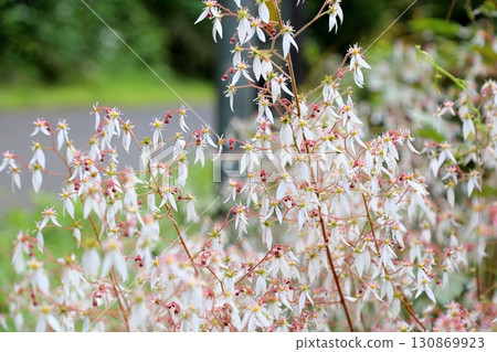 Cute saxifrage flowers 130869923