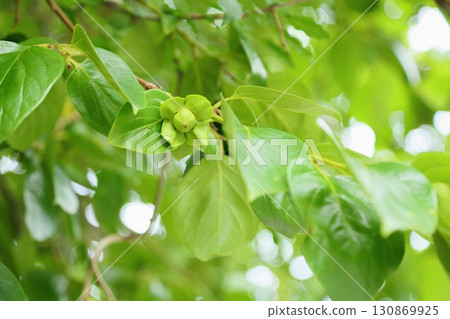 Cute newborn persimmon fruit Cute newborn persimmon fruit 130869925