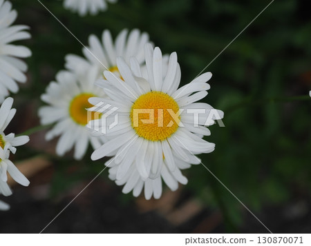 white daisies white daisies 130870071