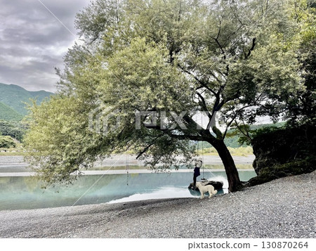 A large dog looks up at a person hanging from a rope under a large tree on the riverbank 130870264