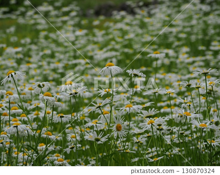 white daisies 130870324