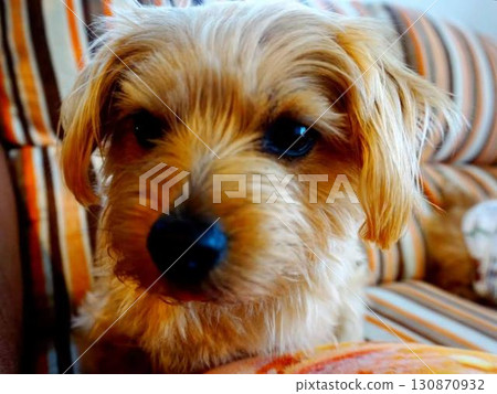 Cute small dog staring 130870932