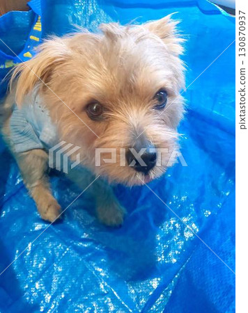 有趣的圖片 有趣的圖片 130870937