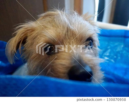 Cute dog Cute dog 130870938