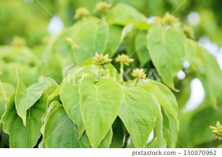Cute Dogwood Fruit Cute Dogwood Fruit 130870962