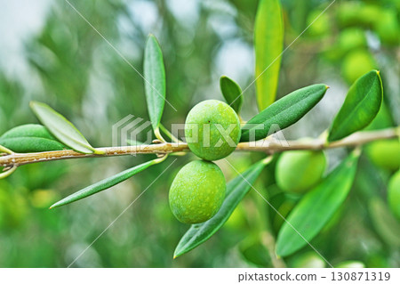 Yellow-green olives (autumn, September) Yellow-green olives (autumn, September) 130871319