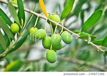 Yellow-green olives (autumn, September) Yellow-green olives (autumn, September) 130871366