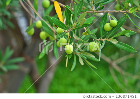 Yellow-green olives (autumn, September) Yellow-green olives (autumn, September) 130871451