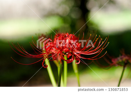 Cluster amaryllis Cluster amaryllis 130871853