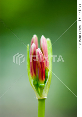 Cluster amaryllis buds 130871854