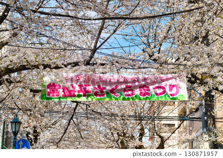 Tokiwahira Sakura Festival (Matsudo City, Chiba Prefecture) Tokiwahira Sakura Festival (Matsudo City, Chiba Prefecture) 130871957