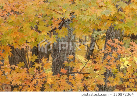 The autumn leaves forest 130872364