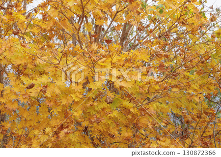 Colors yellow 130872366