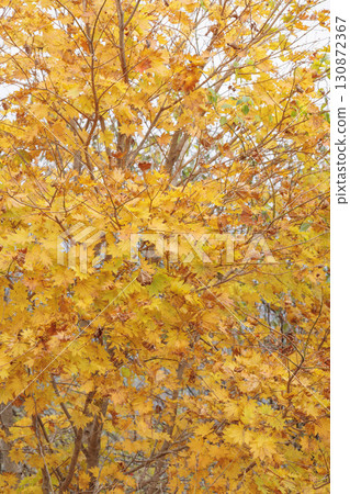 The autumn leaves forest The autumn leaves forest 130872367