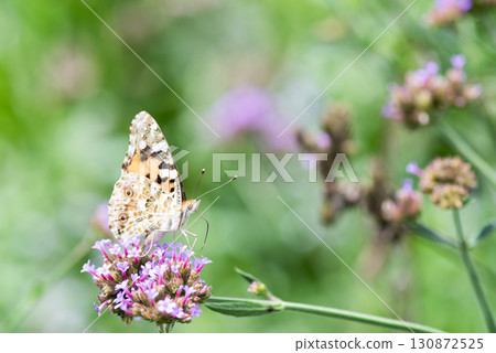 Painted lady butterfly sucking nectar from a flower 130872525