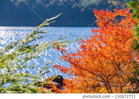 <長野縣>白子池與湖畔紅葉 <長野縣>白子池與湖畔紅葉 130872731