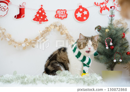 winter holiday and cat concept with scottish cat wear silk scarf and play with pine and christmas tree decorate background winter holiday and cat concept with scottish cat wear silk scarf and play with pine and christmas tree decorate background 130872868