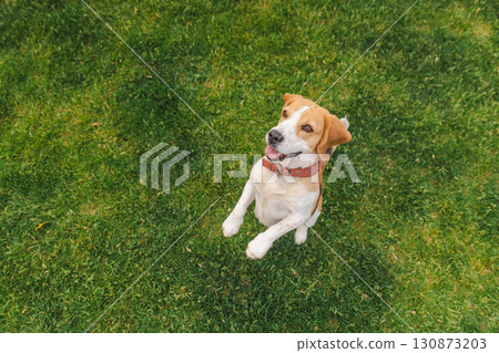 Cheerful beagle dog jumping with tongue out and happy expression, front paws raised mid-air on a green grassy background Cheerful beagle dog jumping with tongue out and happy expression, front paws raised mid-air on a green grassy background 130873203