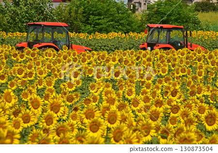 一片向日葵田和一輛拖拉機 一片向日葵田和一輛拖拉機 130873504