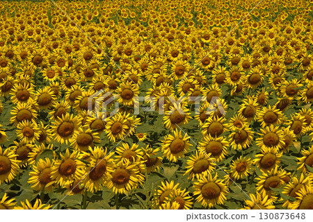 東京盛開的向日葵田 130873648