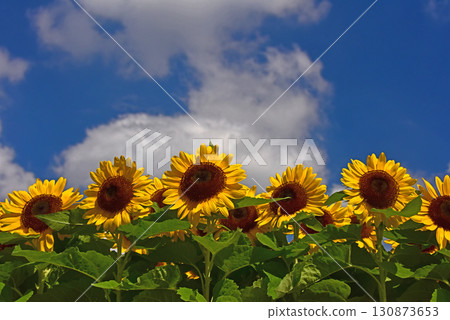 盛夏盛開的向日葵花 130873653