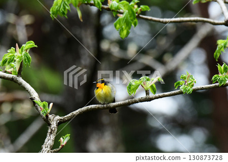 Narcissus flycatcher on a branch of fresh green leaves Narcissus flycatcher on a branch of fresh green leaves 130873728