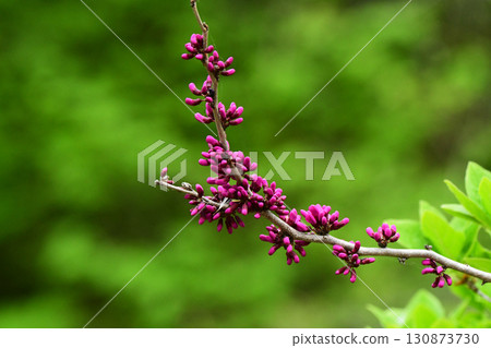 Small redbud buds Small redbud buds 130873730