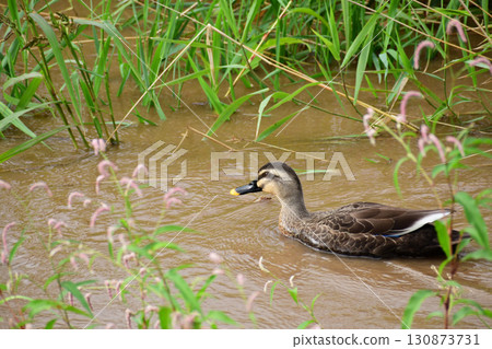 Spot-billed ducks in a muddy river Spot-billed ducks in a muddy river 130873731