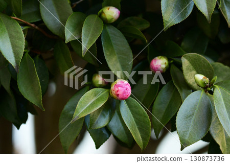 粉紅色山茶花蕾 粉紅色山茶花蕾 130873736