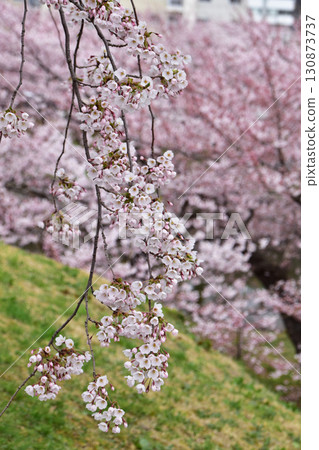 Hanging cherry blossoms on the bank Hanging cherry blossoms on the bank 130873737