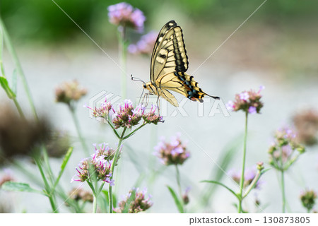 一隻燕尾蝶停在一朵粉紅色小花上吸食花蜜 一隻燕尾蝶停在一朵粉紅色小花上吸食花蜜 130873805