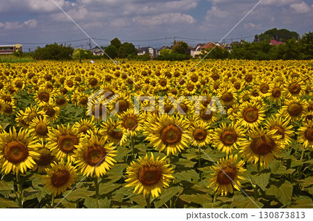東京盛開的向日葵田 130873813