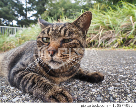 一隻貓盯著你 130874093