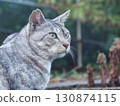 A cat staring at you 130874115