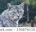 A cat staring at you 130874116