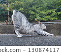 A cat that stretches backwards 130874117