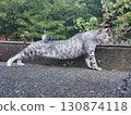 Stretching cat 130874118