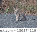 A cat staring at you 130874119